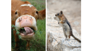 Cow + Ground Squirell