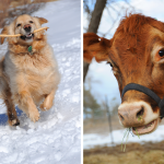Dog + Cow