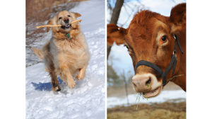 Dog + Cow