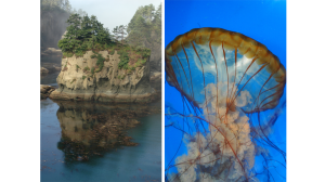 Island + Jellyfish